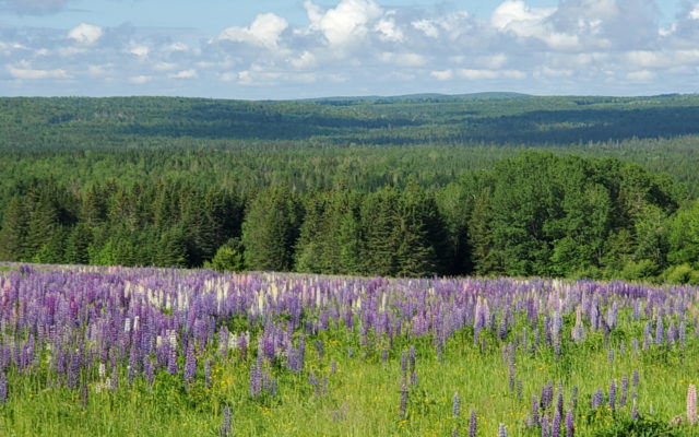 Reddit fields of lupine Fog, Lupine,