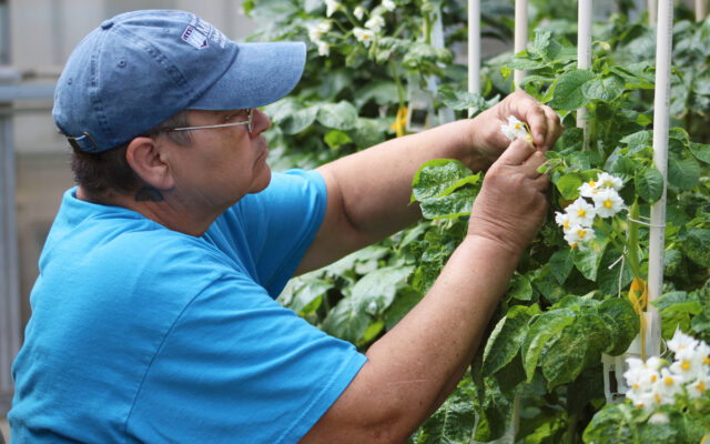 An Aroostook farm is helping UMaine create climate-resistant potatoes - Vimarsana News