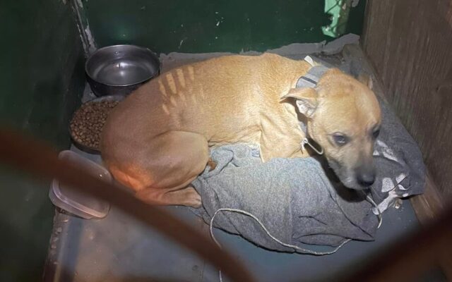 New owners of a Maine home found a starving dog locked in the closet - Vimarsana News