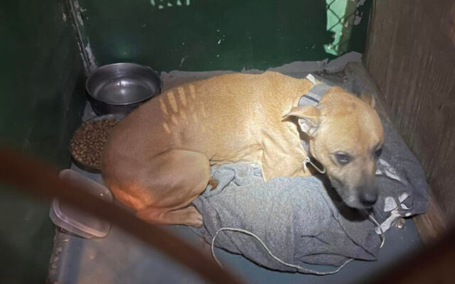 Caribou man charged after dog found locked in vacant home - Vimarsana News